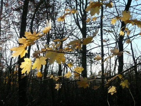 Media_httpwwwcasavari_abgqe