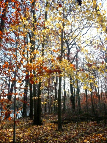 Media_httpwwwcasavari_iikwg