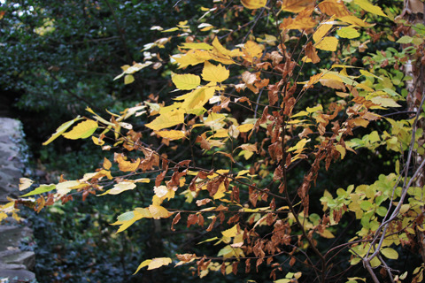 Media_httpwwwcasavari_ljfgh