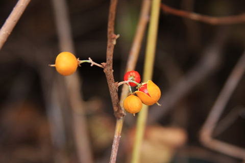 Media_httpwwwcasavari_nypwo