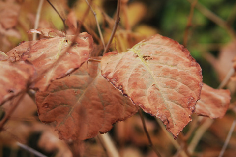 Media_httpwwwcasavari_ualiw