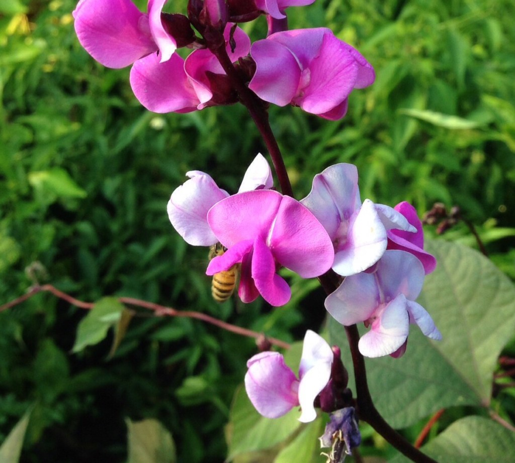 The Poetry of Climate Ethics (UU Sunday&nbsp;service)