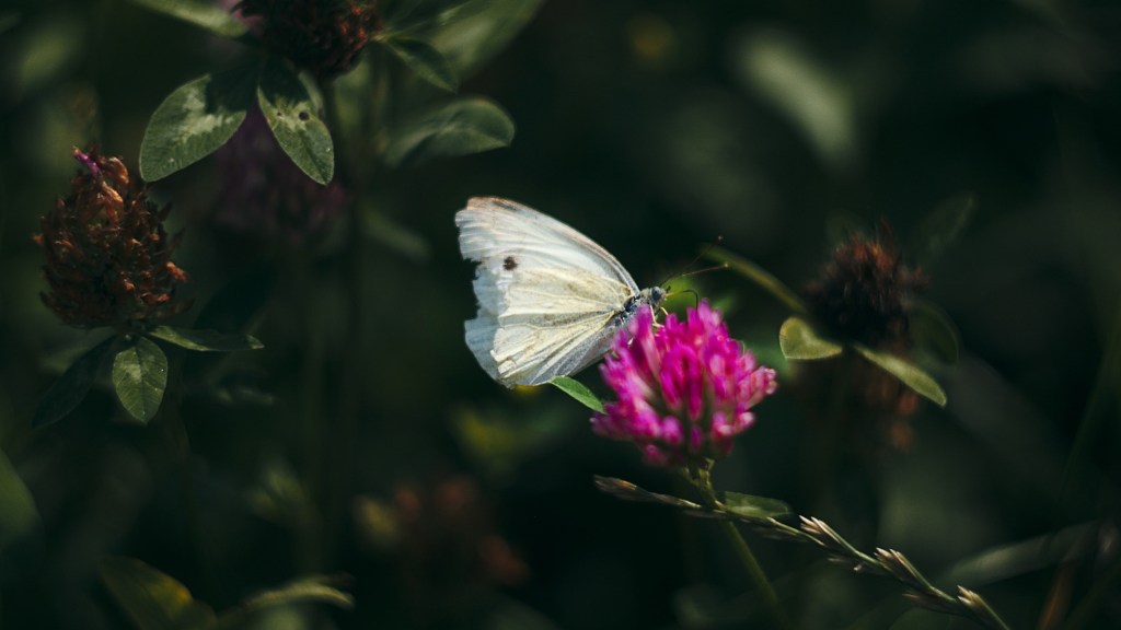 Biodiversity is a Measure of Our Actual & Potential&nbsp;Wellbeing